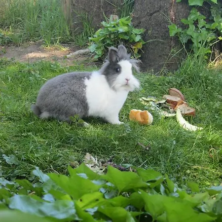 Gasthof Hirschen בית הארחה Langenegg