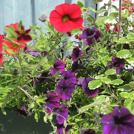 Gasthof Hirschen בית הארחה