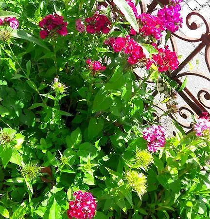 בית הארחה Gasthof Hirschen Langenegg