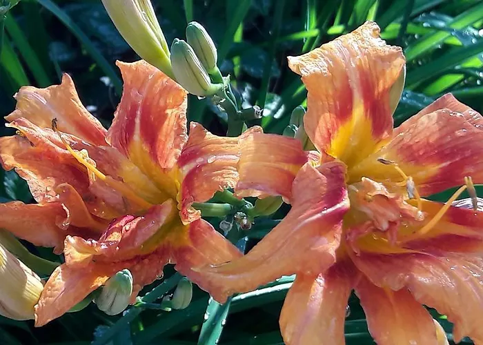 Gasthof Hirschen Maison d'hôtes Langenegg